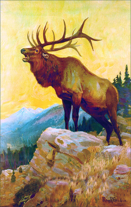 Outdoor Art Print featuring the painting Bugling Elk by Philip R Goodwin