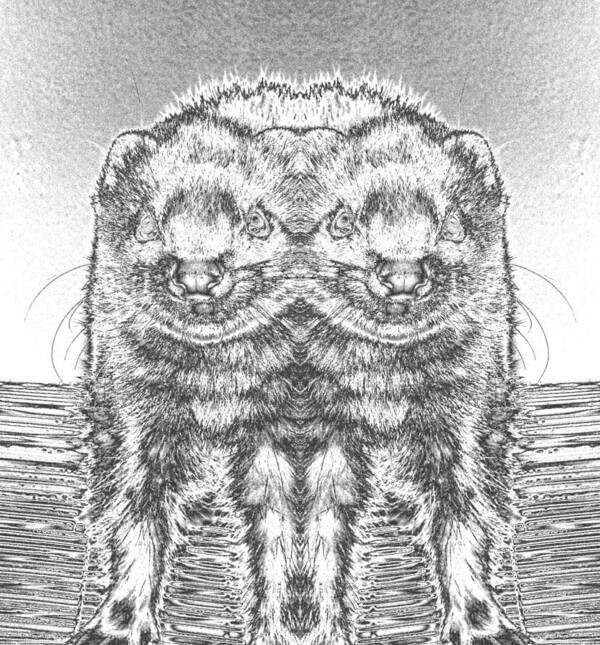 Seeing Double Panda Ferrets? I Have Added The Mirror And Chrome Effect Art Print featuring the photograph Chromed Ferrets #1 by Belinda Lee