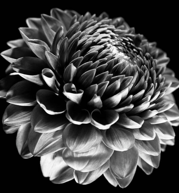 Black Color Art Print featuring the photograph Dahlia Flower Macro #1 by Letty17