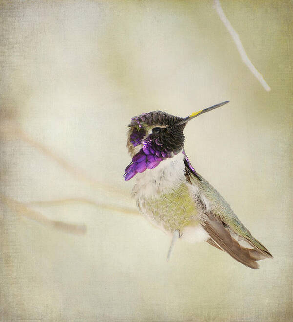 Lucifer Hummingbird Art Print featuring the photograph Distracted 3 #2 by Fraida Gutovich