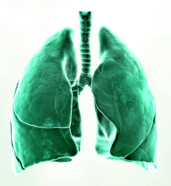 Human Lung Art Print featuring the digital art Healthy Lungs, Artwork #1 by Andrzej Wojcicki