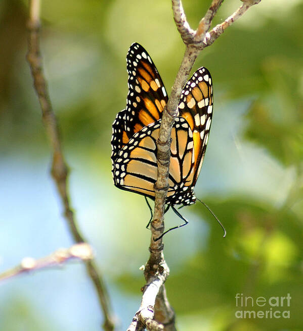 Butterfly Art Print featuring the photograph Monarch #1 by Lori Tordsen