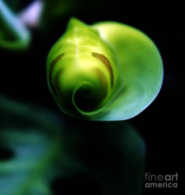 New Leaf Art Print featuring the photograph Birth of a Leaf #2 by Lilliana Mendez