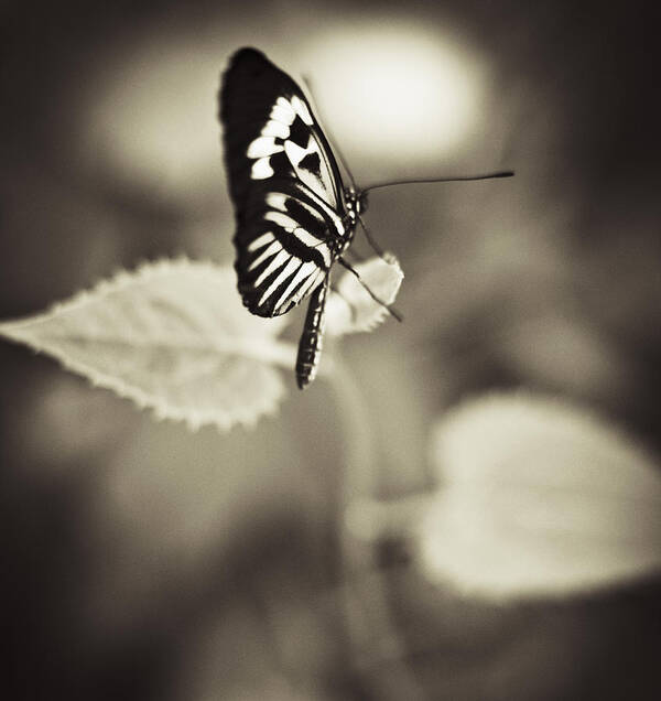 Butterfly Art Print featuring the photograph Butterfly Brown Tone #6 by Bradley R Youngberg