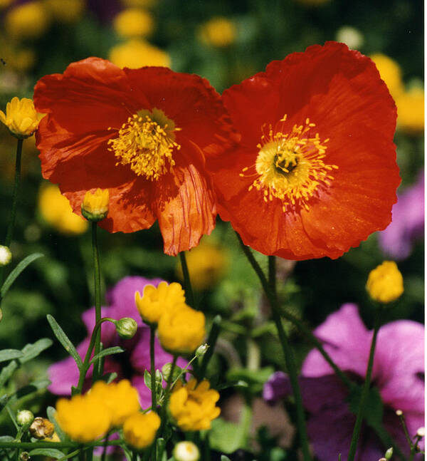 Flower Art Print featuring the photograph Red Poppies #2 by Robert Lozen