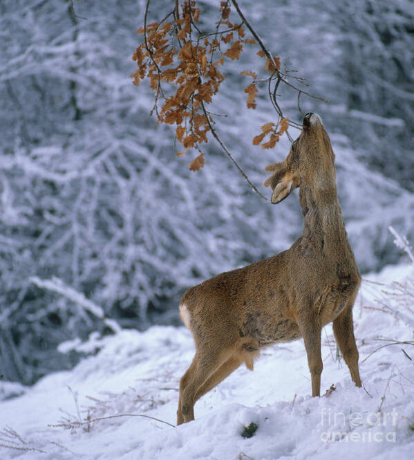 Roe Deer Art Print featuring the photograph Roe Deer #6 by Hans Reinhard