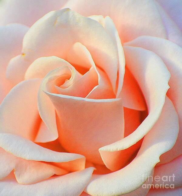 Rose Art Print featuring the photograph A Delicate Rose by Cindy Manero