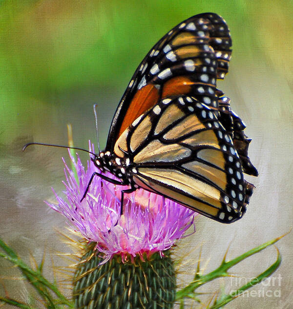 Monarch Butterfly Art Print featuring the photograph A Harvest To The Eye by Kerri Farley