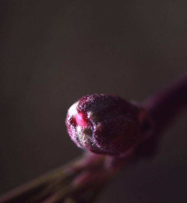 Retro Images Archive Art Print featuring the photograph Apple Flower Bud by Retro Images Archive