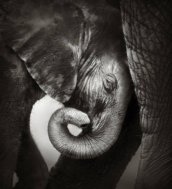 Elephant Art Print featuring the photograph Baby elephant seeking comfort by Johan Swanepoel