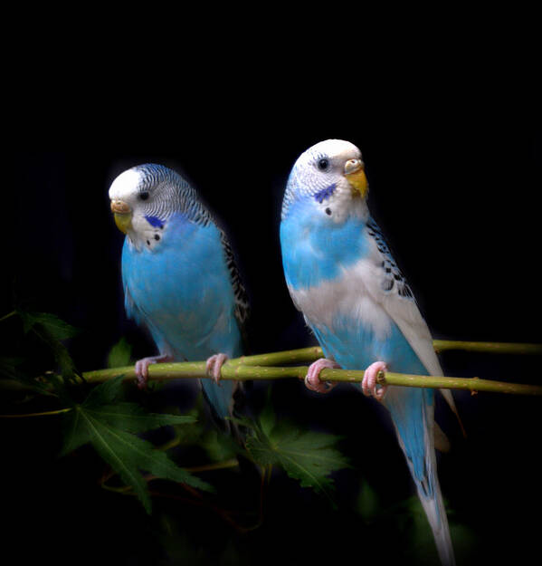 Pet Art Print featuring the photograph Blue Parakeets by Nathan Abbott