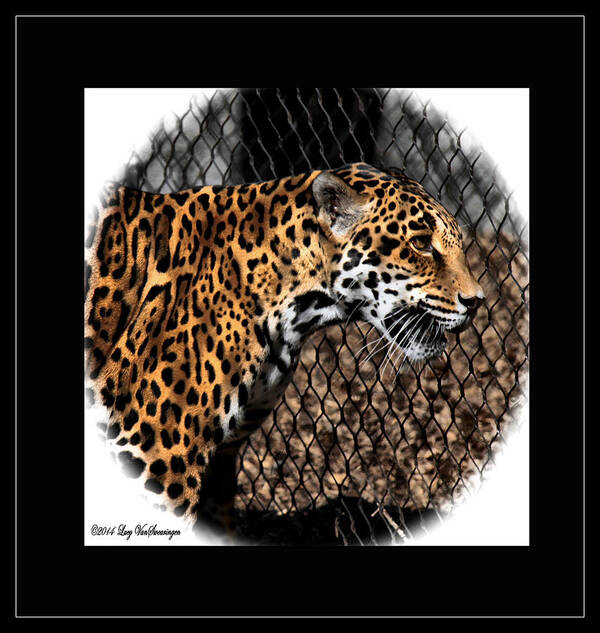 Jaguar Art Print featuring the photograph Caged Jaguar by Lucy VanSwearingen