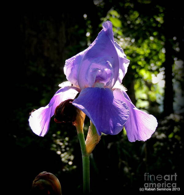 Iris Art Print featuring the photograph Caught in the Light by Rabiah Seminole