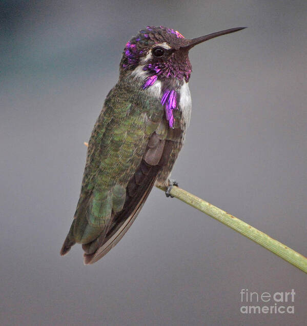 Bird Art Print featuring the photograph Colorful Male Anna's On Reed by Jay Milo