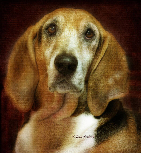 Dog Art Print featuring the photograph Flash by Joan Bertucci