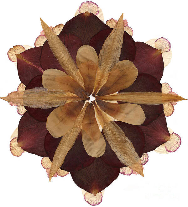 Flower Art Print featuring the mixed media Flower Mandala 3 by Michelle Bien