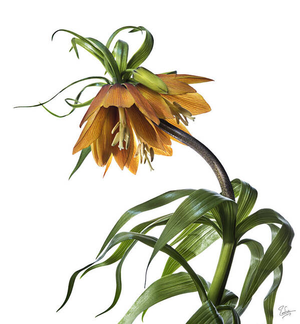 Flower Art Print featuring the photograph Fritillaria Imperialis by Endre Balogh