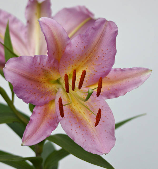 Lily Art Print featuring the photograph Girosa Lily by Sandy Keeton