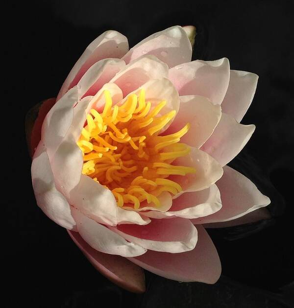 Water Lily Art Print featuring the photograph Glorious Lily by Kate Gibson Oswald