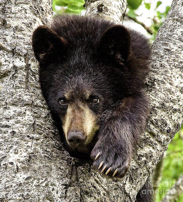 Bear Art Print featuring the photograph Hanging Out by Jan Killian
