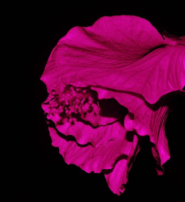 Abstract Flower Art Print featuring the photograph Hibiscus Abstract Profile by Sharon Ackley