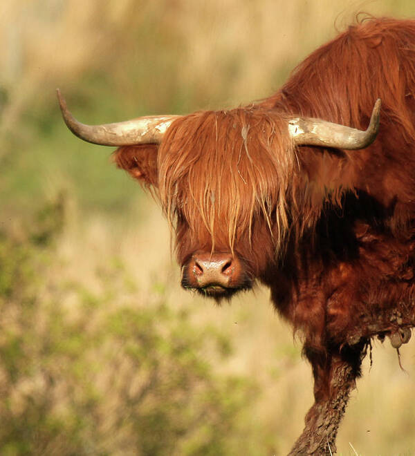Horned Art Print featuring the photograph Highland Bull by Photography By Linda Lyon