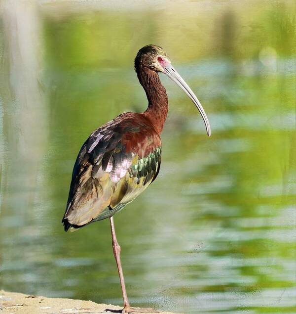 White Faced Ibis Art Print featuring the photograph King Of Gloss by Fraida Gutovich