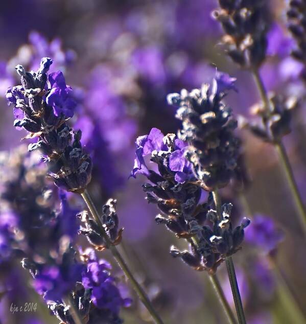 Lavender Flowers Art Print featuring the digital art Lavender Stems by Kari Nanstad