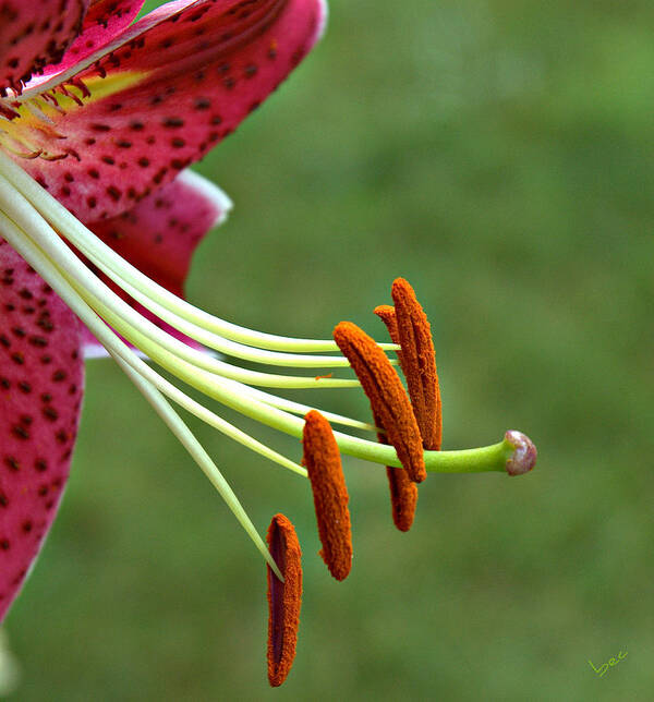 Lily Art Print featuring the photograph Lilium Stamens by Bruce Carpenter