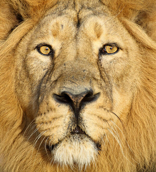 Big Cat Art Print featuring the photograph Lion Close Up by Andyworks