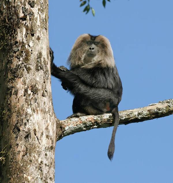 1 Art Print featuring the photograph Lion-tailed Macaque by K Jayaram