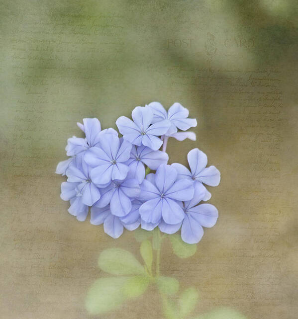 Flower Art Print featuring the photograph Love Letter by Kim Hojnacki