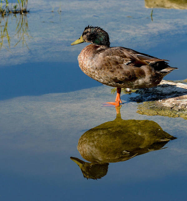 Duck Art Print featuring the photograph Mallard reflection by John Johnson