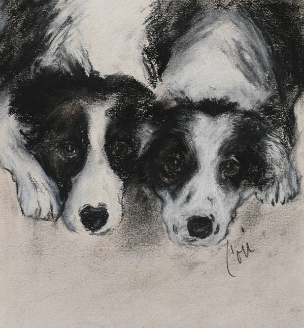 Border Collie Art Print featuring the drawing On The Border by Cori Solomon