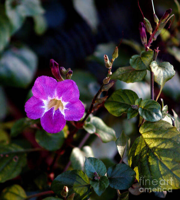 Flower Photography Art Print featuring the photograph Petite Fleur by Patricia Griffin Brett