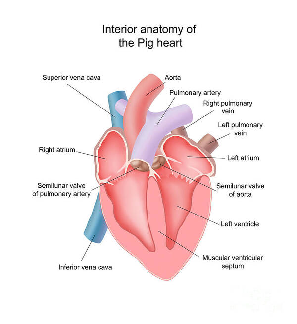 Pig Heart Interior Anatomy Art Print by Carlyn Iverson
