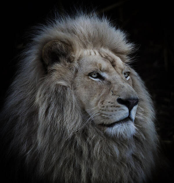 Lion Art Print featuring the photograph Proud Lion by Louise Wolbers