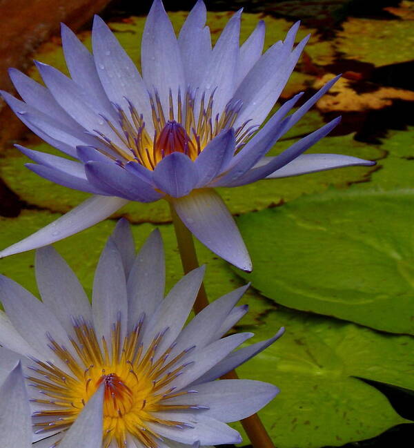 Flower Art Print featuring the photograph Lotus I by Kim Pippinger