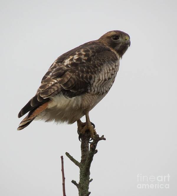 Red-tailed Hawk Art Print featuring the photograph Red-tailed Hawk by Helen Campbell