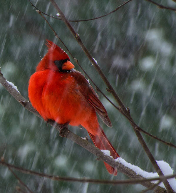 Northern Cardinal Framed Prints Art Print featuring the photograph Riding Out The Storm by John Harding