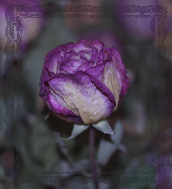 Rose Art Print featuring the photograph Rose Beauty After by Sandra Foster