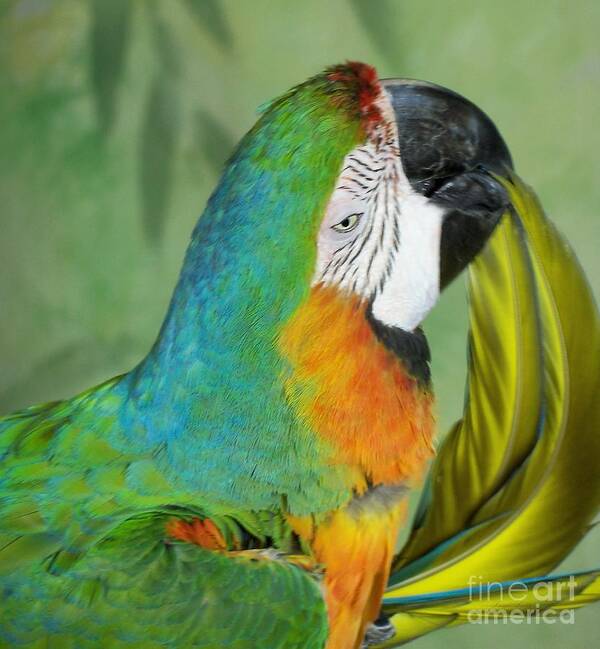 Exotic Birds Art Print featuring the photograph Salute I Am Blowing You A Kiss by Lingfai Leung