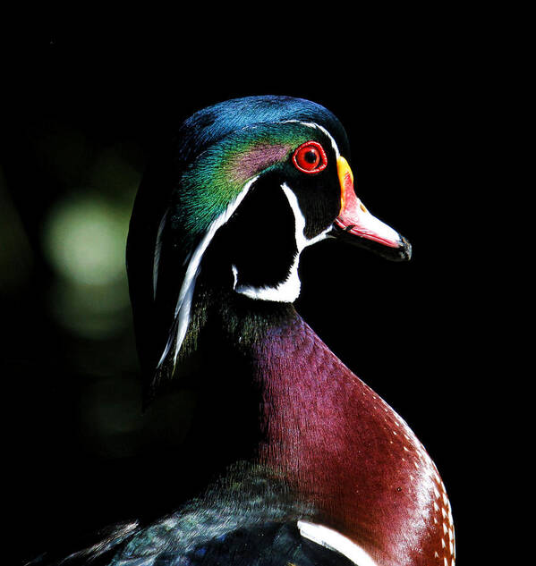 Drakes Art Print featuring the photograph Spotlight Wood Duck by Steve McKinzie