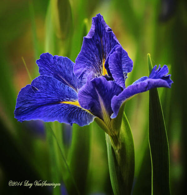 Spring Art Print featuring the photograph Spring Blue Iris by Lucy VanSwearingen