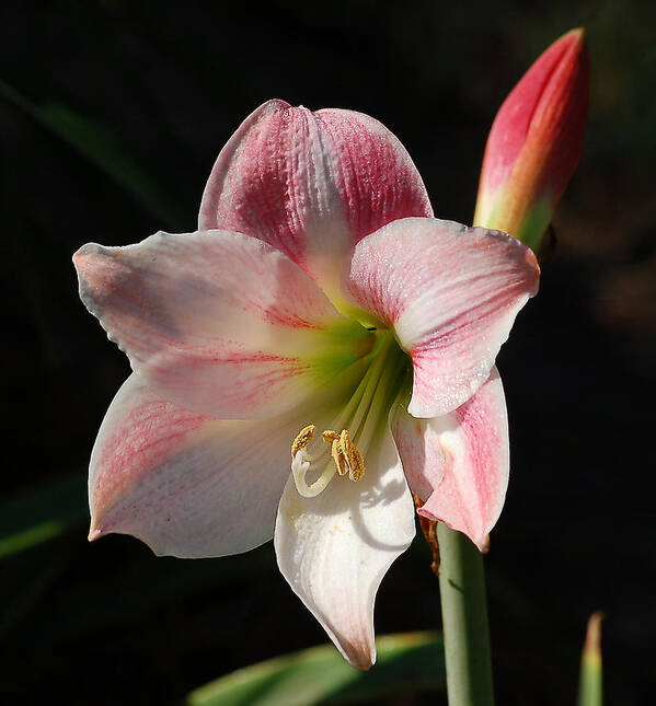 Nature Art Print featuring the photograph Stargazer Lily by Linda Brown