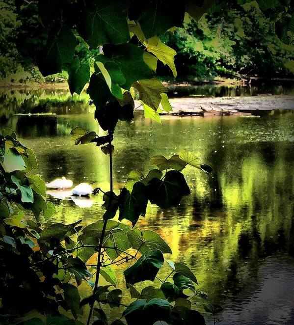 Animals Art Print featuring the photograph Swan Dive by Robert McCubbin