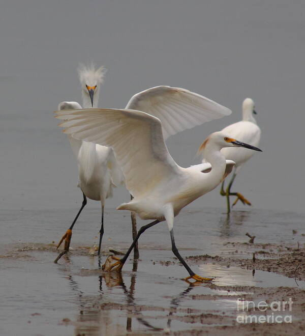 Egret Art Print featuring the photograph The Chase by Robert Frederick