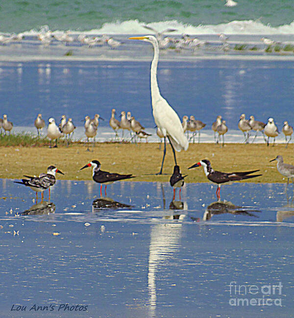 White Heron And Sea Gulls Art Print featuring the photograph White Heron and sea gulls by Lou Ann Bagnall