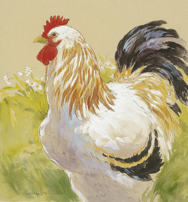 Chicken Art Print featuring the painting White Rooster by Tracie Thompson