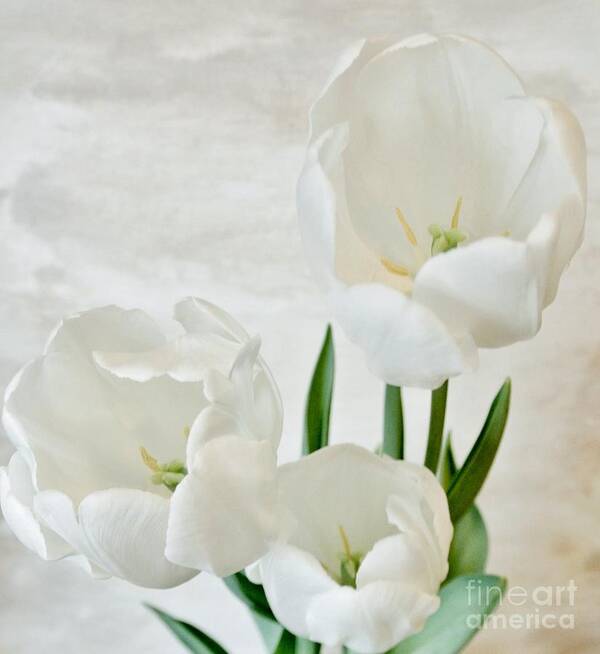 Photo Art Print featuring the photograph White Tulips Inside by Marsha Heiken